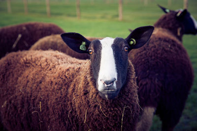 Close-up portrait of cow standing on field