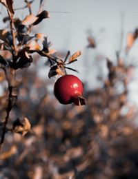 Close-up of cherry on tree