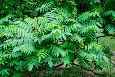 Background with large green leaves and small flowers of rhus shrub, known as sumac, sumach or sumaq