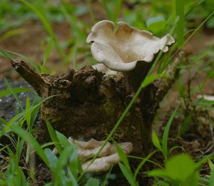 Close-up of mushrooms