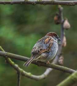 Close-up of bird perching on branch