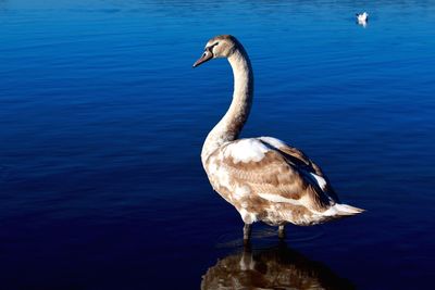 Duck on lake