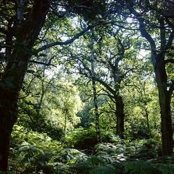 Trees in forest