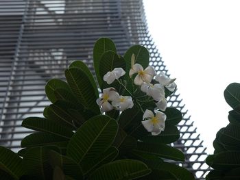 Close-up of plant