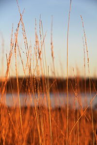 Close-up of plant growing in field