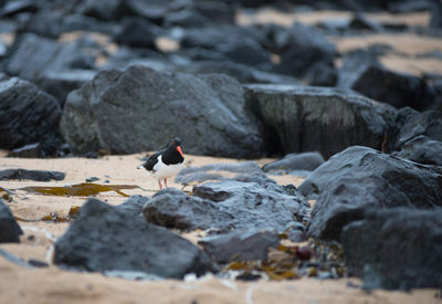 Bird perching on rock