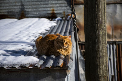 Cat sleeping on wood