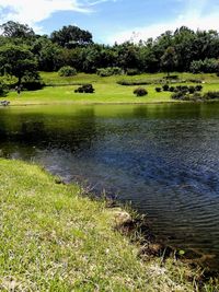 Scenic view of lake in forest