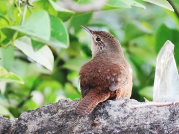 Close-up of bird perching on branch