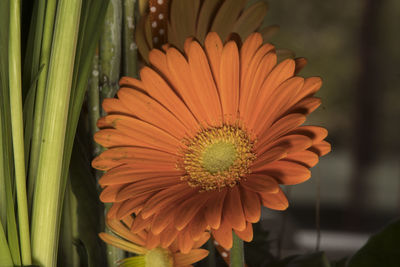 Close-up of orange flower blooming outdoors