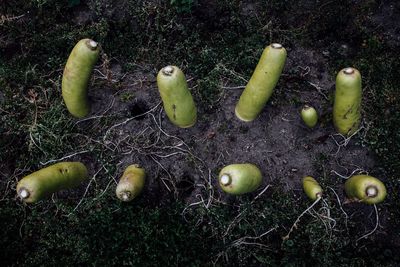 High angle view of fruits on field