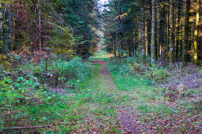 Trees growing in forest