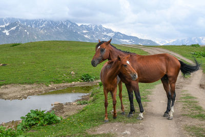 Horse standing on field