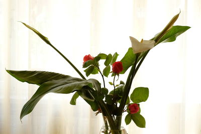 Close-up of plant