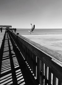 Seagull flying against sea at beach