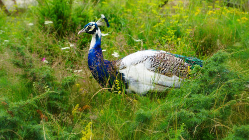 Close-up of peacock on grass field