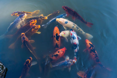 High angle view of koi carps swimming in pond