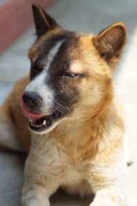 Close-up portrait of dog