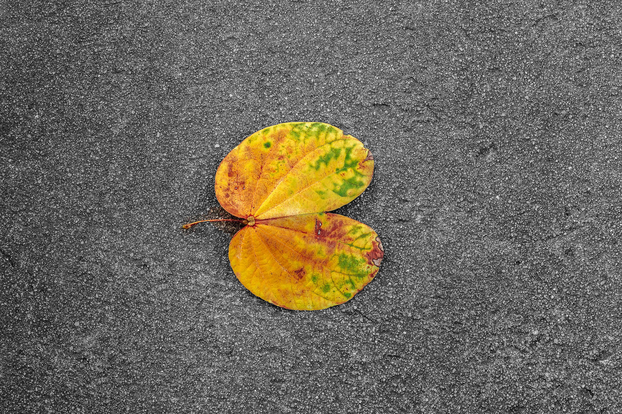 HIGH ANGLE VIEW OF LEAF ON ROAD