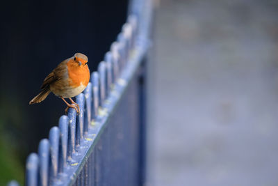 Close-up of bird perching on railing