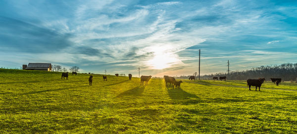 Panoramic view of people on field against sky