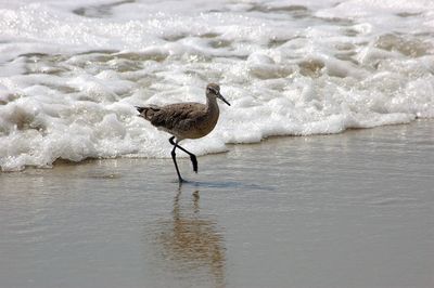 Seagull on beach