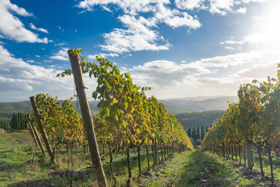 Scenic view of vineyard against sky