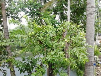 Ivy growing on tree