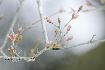 Close-up of buds against blurred background