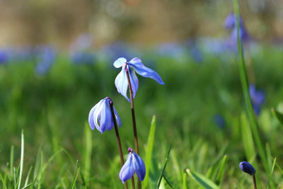 Close-up of purple iris flower on field