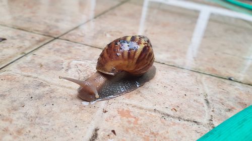 Close-up high angle view of snail