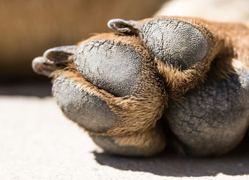 Cropped image of dog paw