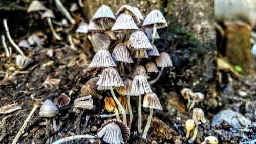 Close-up of mushrooms in forest