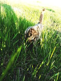 Lizard on field