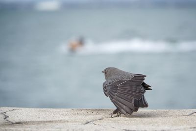 Close-up of pigeon perching on a wall