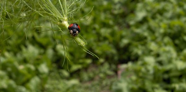 Close-up of ladybug on leaf