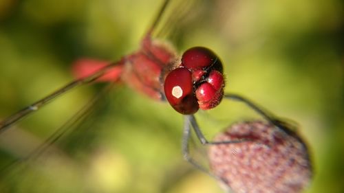 Close-up of red berries on plant