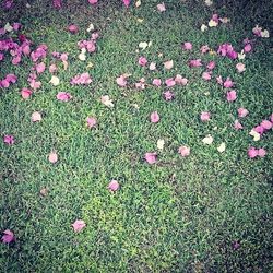 Pink flowers growing on field