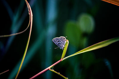 Close-up of butterfly on leaf