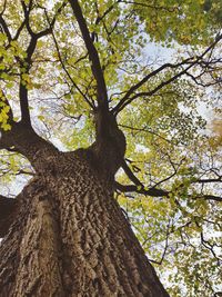 Low angle view of tree against sky