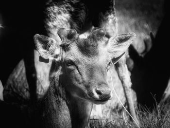 Portrait of deer