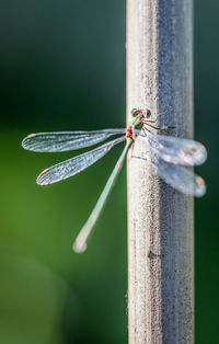 Close-up of dragonfly