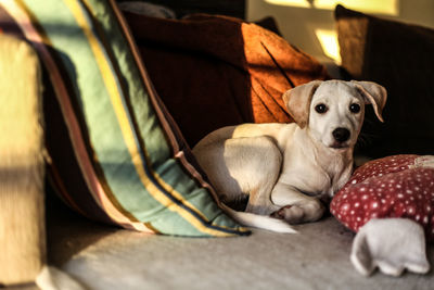 Close-up portrait of dog relaxing on bed