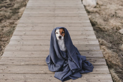 High angle portrait of dog with scarf sitting on footpath