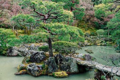 Scenic view of trees