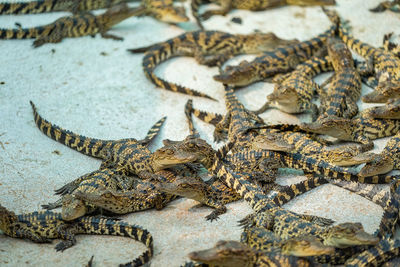 Close-up of crocodile in sea