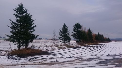 Trees on snow field against sky