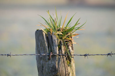 Close-up of barbed wire