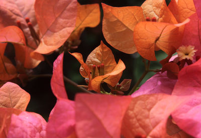 Close-up of pink leaves on plant during autumn