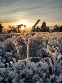 Snow covered field against sky during sunset